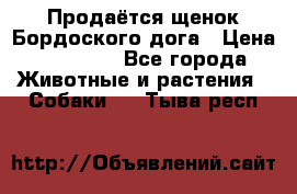 Продаётся щенок Бордоского дога › Цена ­ 37 000 - Все города Животные и растения » Собаки   . Тыва респ.